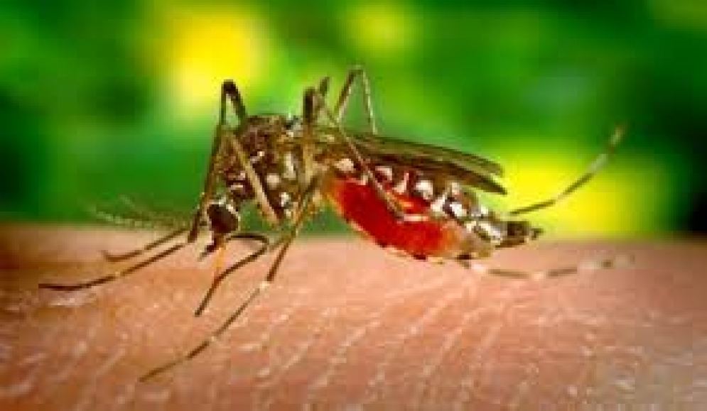 San Luis el primer caso de paludismo, una enfermedad producida por mosquitos