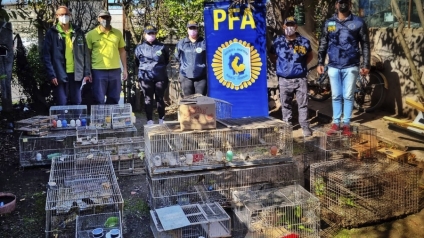 Rescatan en Mar del Plata cerca de 100 aves ofertadas ilegalmente en Facebook