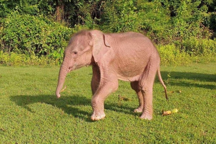 Nació en Myanmar un inusual elefante blanco