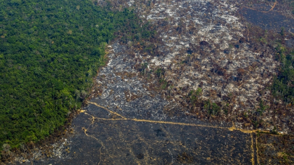 La Amazonía conforma &quot;un sistema interconectado de impresionante riqueza&quot; en Sudamérica