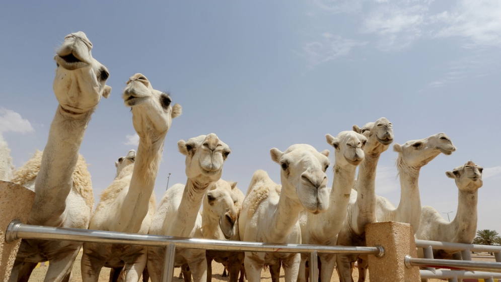 Excluyen a decenas de camellos de un &#039;concurso de belleza&#039; porque los sometieron a estiramientos faciales y a botox