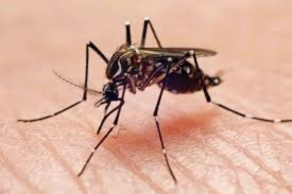 El Dengue golpea Quines: relatos de dolor y desamparo