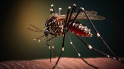Consejos de prevención del dengue para niños y mujeres embarazadas