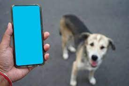 Inventan el 'DogPhone', un dispositivo con el que las mascotas pueden llamar a sus dueños
