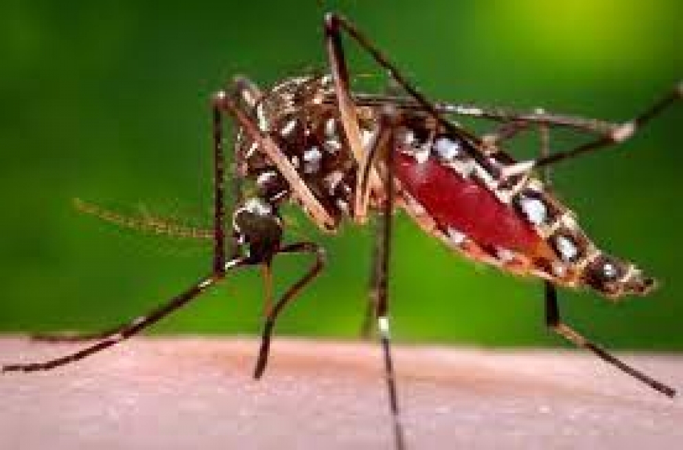 Informe Epidemiológico Nacional: Alerta por circulación viral de dengue en San Luis