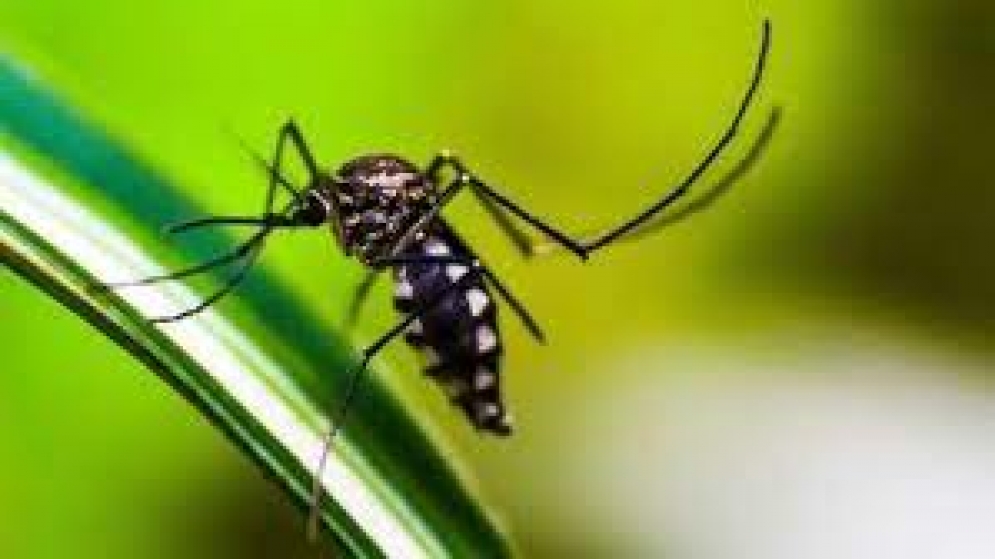 Más de 900 casos positivos de dengue se confirmaron en la última semana en Formosa