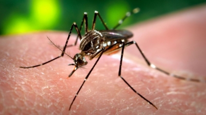 Desarrollarán un método para la detección temprana del dengue