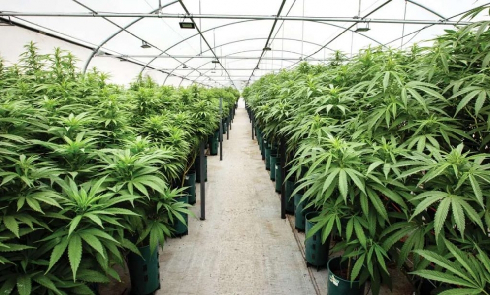 Uno de los invernaderos de Cannava, la empresa estatal jujeña dedicada a la producción de cannabis