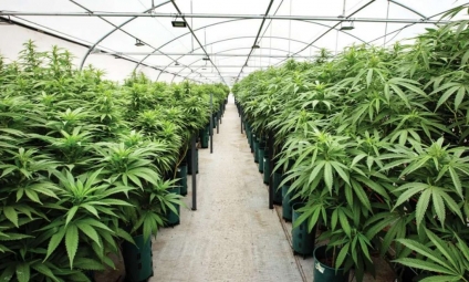 El Congreso argentino aprobó la ley que regula el cannabis industrial