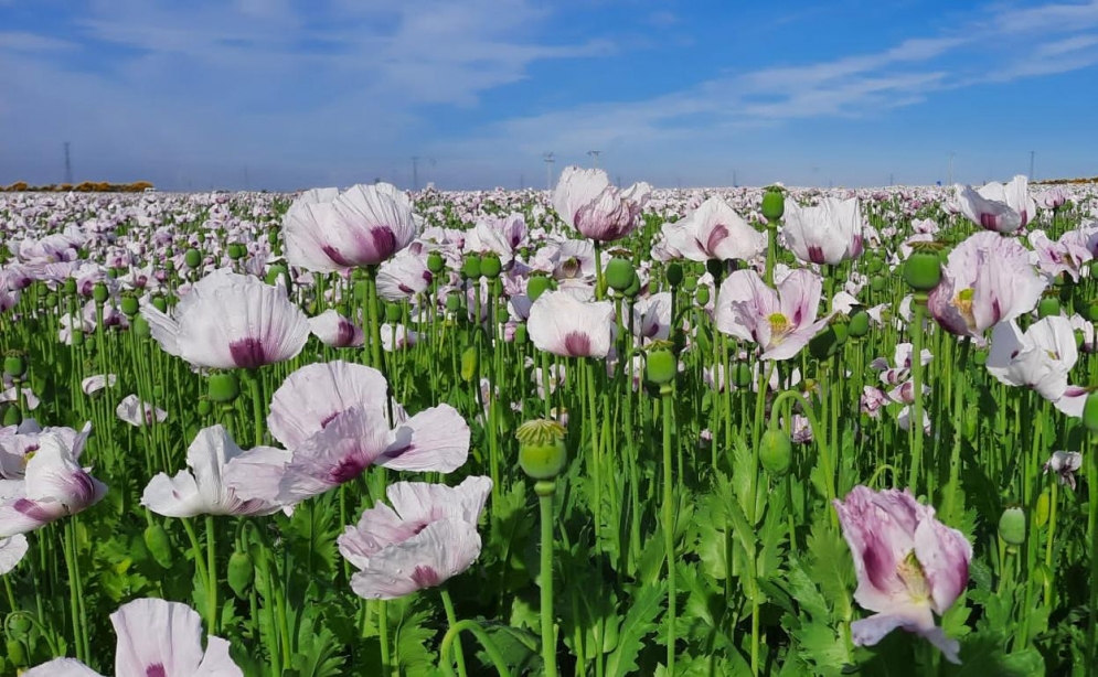 Adormidera o amapola (Papaver somniferum) 