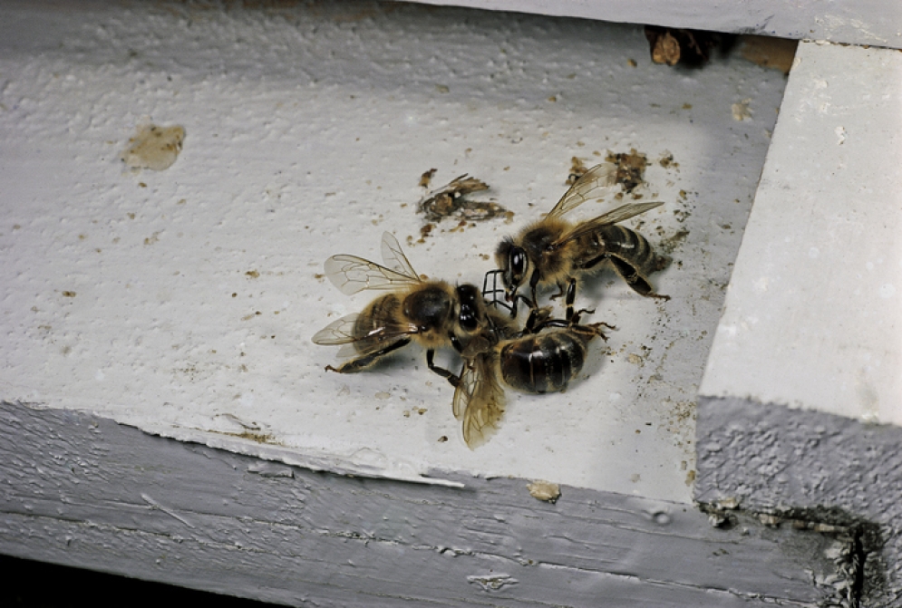 La leche de almendras  pone en riesgo la supervivencia de las abejas