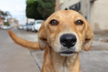 Día Internacional del Perro Callejero: ¿cómo nace este día?