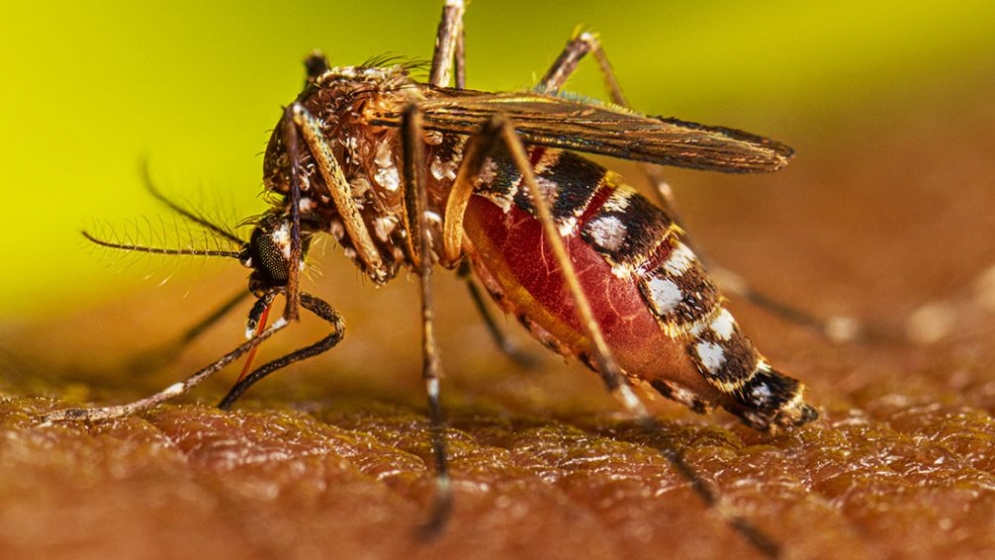Sorprendente Revelación del Conicet: Mosquitos del Dengue &quot;Respiran&quot; bajo el agua
